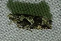 Zeiraphera isertana