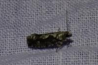 Zeiraphera isertana