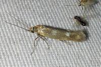 Scythris scopolella