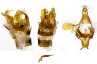 Scythris scopolella