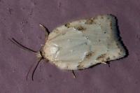 Acleris logiana