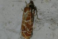 Rhyacionia pinicolana