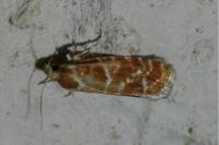 Rhyacionia pinicolana