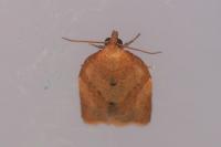 Clepsis consimilana