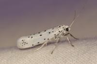 Yponomeuta
