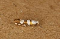 Argyresthia brockeella