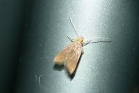 Eurodachtha pallicornella