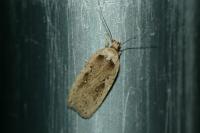 Agonopterix yeatiana