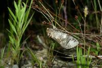 Cossus cossus