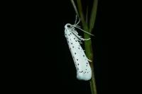Yponomeuta