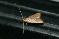 Eurodachtha pallicornella