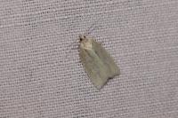 Tortrix viridana