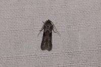 Blastobasis glandulella
