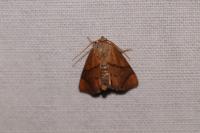 Apoda limacodes