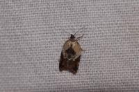 Acleris variegana