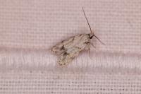 Symmoca signatella