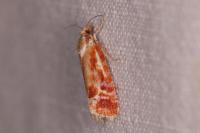 Rhyacionia buoliana