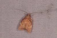 Carcina quercana