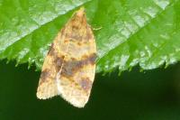Epagoge grotiana