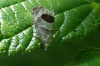 Notocelia uddmanniana