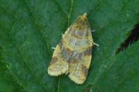 Epagoge grotiana