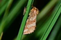 Phymatopus hecta
