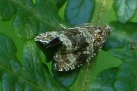 Celypha lacunana