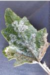 Phyllocnistis xenia