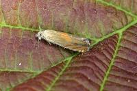 Dichrorampha vancouverana
