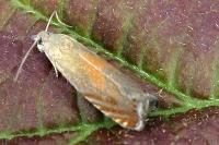 Dichrorampha vancouverana