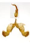 Dichrorampha vancouverana
