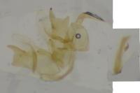 Epermenia ochreomaculella