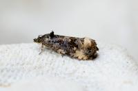Endothenia marginana
