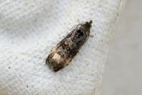 Endothenia marginana