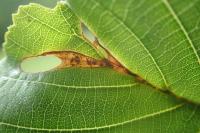Heliozela resplendella