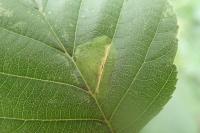 Phyllonorycter stettinensis