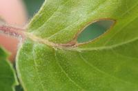 Heliozela hammoniella