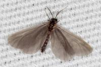 Apterona helicoidella