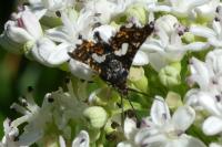 Thyris fenestrella