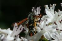 Pyropteron chrysidiforme
