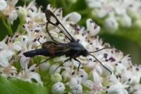 Synanthedon myopaeformis