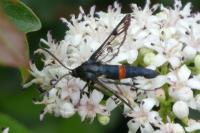 Synanthedon myopaeformis
