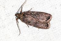 Agonopterix conterminella