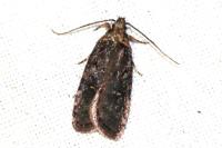 Agonopterix conterminella