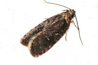 Agonopterix conterminella