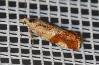 Epinotia cruciana