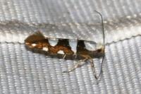 Argyresthia brockeella