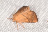 Apoda limacodes