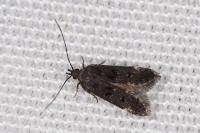 Dichomeris alacella