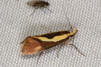 Harpella forficella